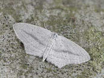 Scopula emutaria Hb. adulte - �Dominique Halleux