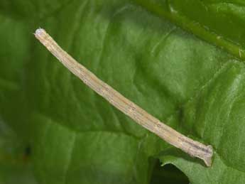  Chenille de Scopula emutaria Hb. - �Philippe Mothiron