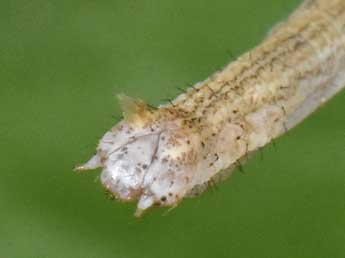  Chenille de Scopula emutaria Hb. - �Philippe Mothiron