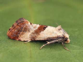 Cochylis epilinana Dup. adulte - �Lionel Taurand