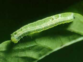  Chenille de Anomis flava F. - �Bruno Lambert