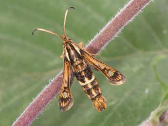 Chamaesphecia euceraeformis O. adulte - �Philippe Mothiron
