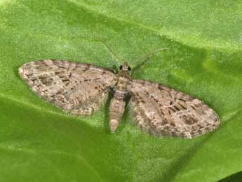 Eupithecia exiguata Hb. adulte - �Philippe Mothiron