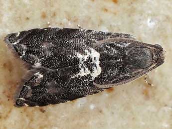 Cydia exquisitana Rbl adulte - �Friedmar Graf