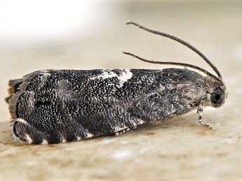 Cydia exquisitana Rbl adulte - �Friedmar Graf