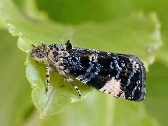 Argyroploce externa Ev. adulte - �Friedmar Graf