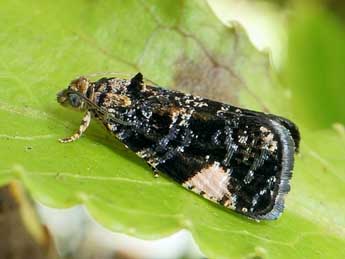 Argyroploce externa Ev. adulte - �Friedmar Graf