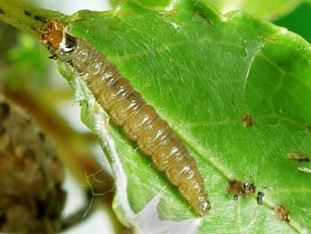  Chenille de Argyroploce externa Ev. - �Friedmar Graf