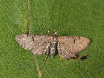 Eupithecia extraversaria H.-S. adulte - �Philippe Mothiron
