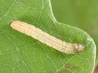  Chenille de Acrobasis fallouella Rag. - �Philippe Mothiron