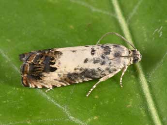 Pammene fasciana L. adulte - �Philippe Mothiron