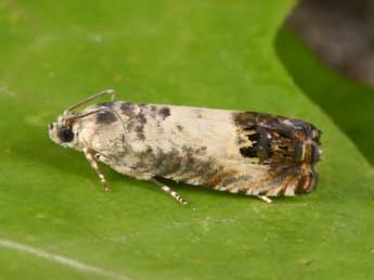 Pammene fasciana L. adulte - �Philippe Mothiron