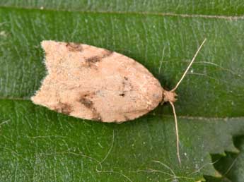 Acleris ferrugana D. & S. adulte - �Philippe Mothiron
