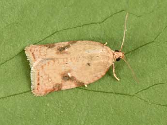 Acleris ferrugana D. & S. adulte - �Philippe Mothiron
