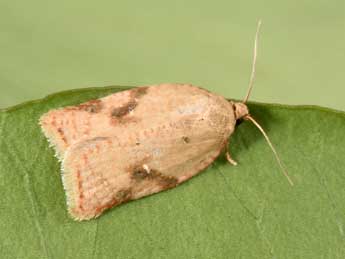 Acleris ferrugana D. & S. adulte - �Philippe Mothiron