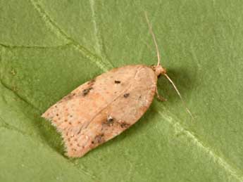 Acleris ferrugana D. & S. adulte - �Philippe Mothiron