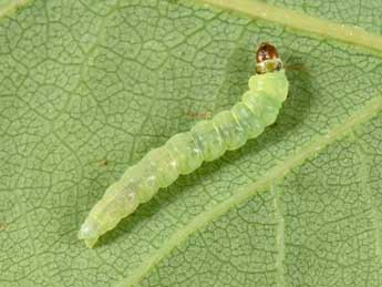  Chenille de Acleris ferrugana D. & S. - �Philippe Mothiron