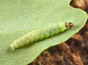  Chenille de Acleris ferrugana D. & S. - �Philippe Mothiron