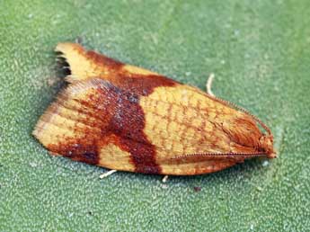 Zelotherses ferugana Hb. adulte - �Daniel Morel