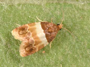 Epinotia festivana Hb. adulte - �Philippe Mothiron