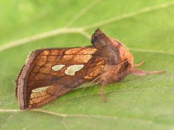 Plusia festucae L. adulte - �Philippe Mothiron