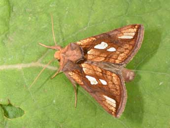 Plusia festucae L. adulte - �Philippe Mothiron