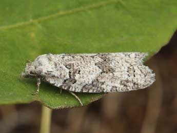 Eana filipjevi R�al adulte - �Lionel Taurand