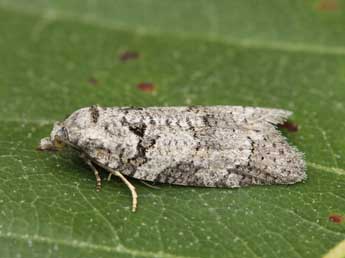 Eana filipjevi R�al adulte - �Lionel Taurand