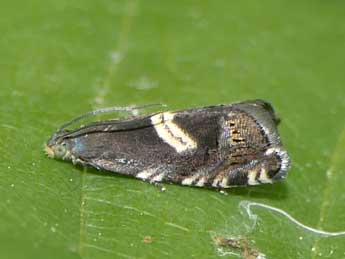 Grapholita fissana Fr�l. adulte - �Jean-Pierre Lamoline