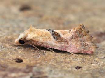 Cochylis flaviciliana Westw. adulte - �Lionel Taurand