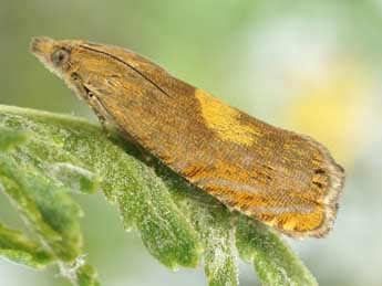 Dichrorampha flavidorsana Knaggs adulte - �Friedmar Graf