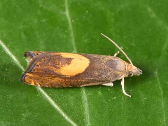 Dichrorampha flavidorsana Knaggs adulte - �Philippe Mothiron