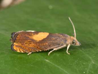 Dichrorampha flavidorsana Knaggs adulte - �Philippe Mothiron