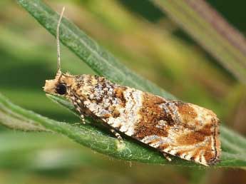 Celypha flavipalpana H.-S. adulte - �Friedmar Graf
