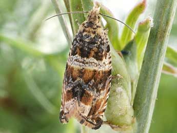 Celypha flavipalpana H.-S. adulte - �Friedmar Graf