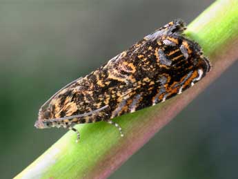 Enarmonia formosana Scop. adulte - �Patrick Clement