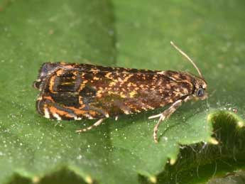 Enarmonia formosana Scop. adulte - �Philippe Mothiron