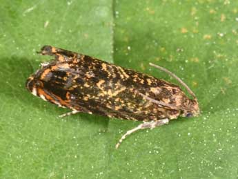 Enarmonia formosana Scop. adulte - �Philippe Mothiron