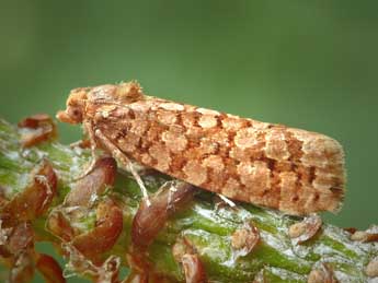 Lozotaeniodes formosana Fr�l. adulte - �Patrick Clement