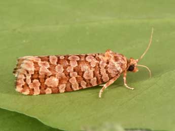 Lozotaeniodes formosana Fr�l. adulte - �Philippe Mothiron