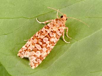 Lozotaeniodes formosana Fr�l. adulte - �Philippe Mothiron