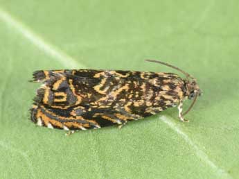 Enarmonia formosana Scop. adulte - �Philippe Mothiron