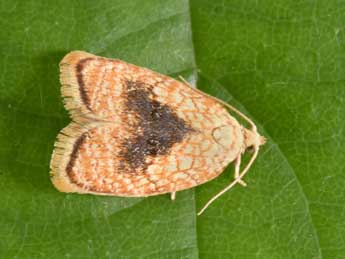 Acleris forsskaleana L. adulte - �Philippe Mothiron