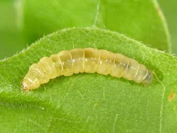  Chenille de Acleris forsskaleana L. - �Philippe Mothiron