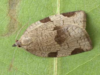 Lozotaenia forsterana F. adulte - �Patrick Clement