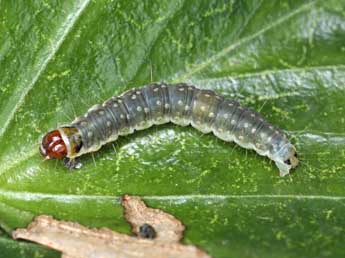  Chenille de Lozotaenia forsterana F. - �Patrick Clement