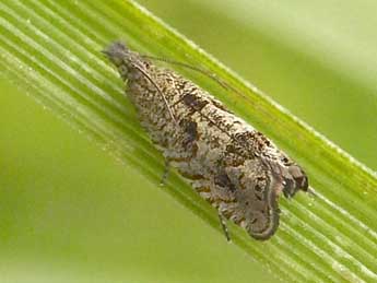 Dichrorampha forsteri Obraztsov adulte - �Jean-Pierre Lamoline