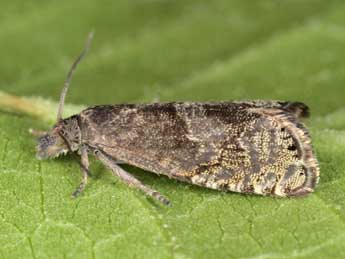 Dichrorampha forsteri Obraztsov adulte - �J�rg Schmid