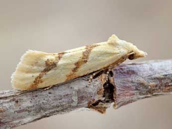 Aethes francillana F. adulte - �Patrick Clement