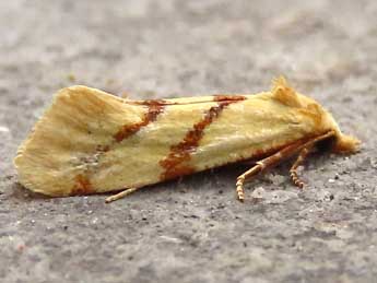 Aethes francillana F. adulte - �Ruben Meert